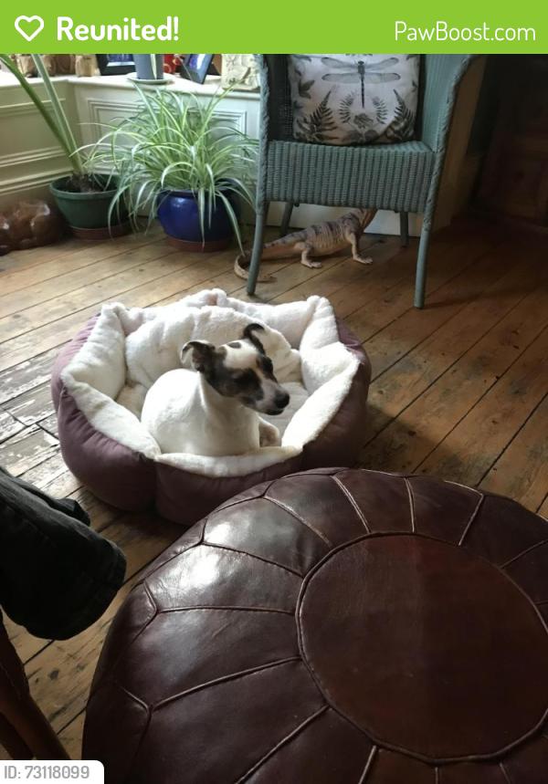 Reunited Female Dog last seen Cavehill road Antrim road, Belfast, Northern Ireland 