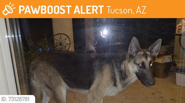 Found/Stray Unknown Dog last seen Just east of Silverbell, Tucson, AZ 85745