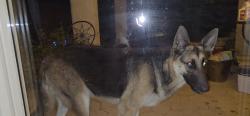 Found/Stray Unknown Dog last seen Just east of Silverbell, Tucson, AZ 85745