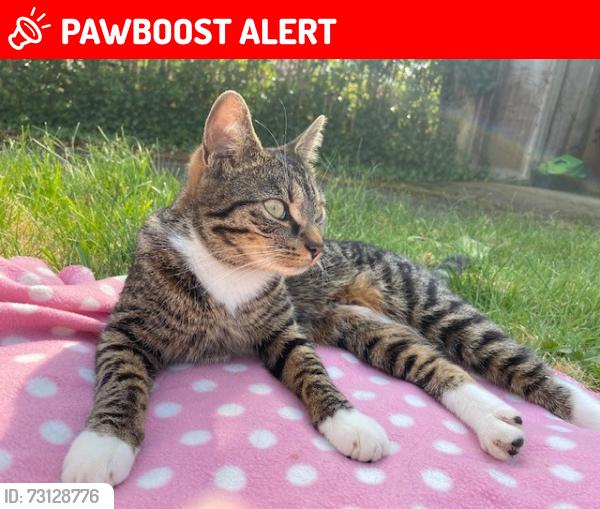Lost Female Cat last seen Dane Road, Dudley Road, Wolseley Road, Greater Manchester, England M33 7EY