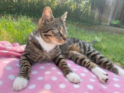 Lost Female Cat last seen Dane Road, Dudley Road, Wolseley Road, Greater Manchester, England M33 7EY