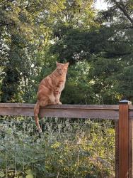 Lost Male Cat last seen Near 50th Ave S, Tukwila, WA 98178, Tukwila, WA 98178
