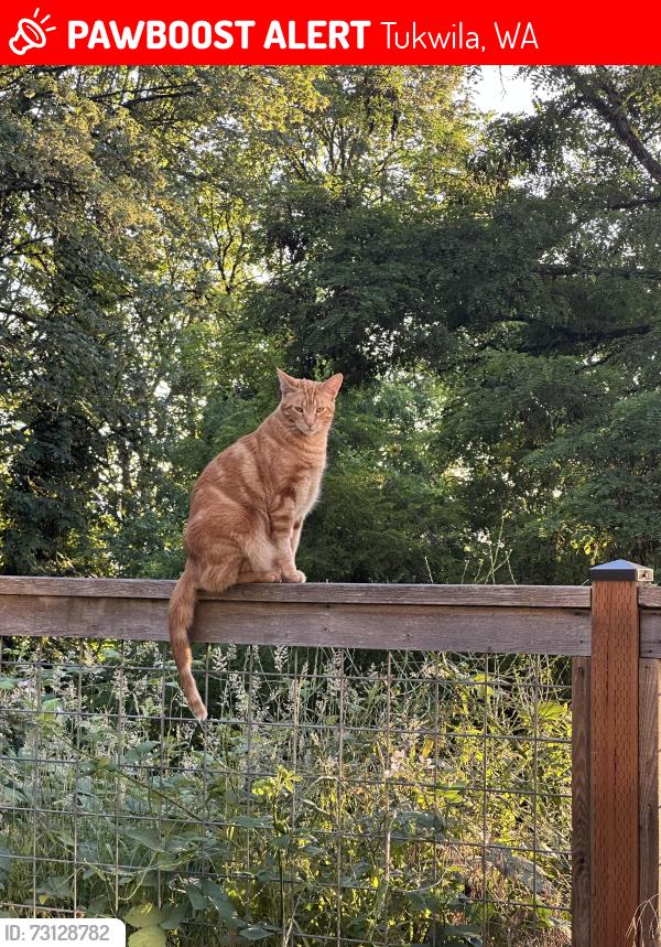Lost Male Cat last seen Near 50th Ave S, Tukwila, WA 98178, Tukwila, WA 98178