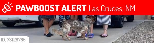 Lost Male Dog last seen Main st by field of dreams, Las Cruces, NM 88007