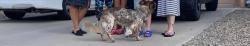 Lost Male Dog last seen Main st by field of dreams, Las Cruces, NM 88007