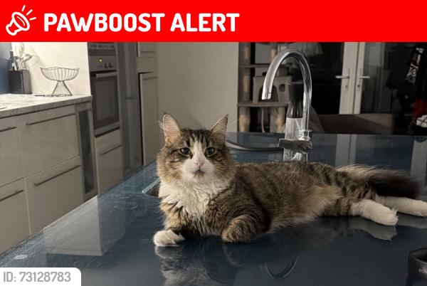 Lost Male Cat last seen Mitcham road, Greater London, England CR0 3HG