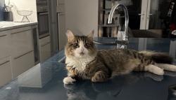 Lost Male Cat last seen Mitcham road, Greater London, England CR0 3HG