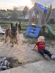 Reunited Male Dog last seen Gooseberry ct and avena, Elizabeth, CO 80107