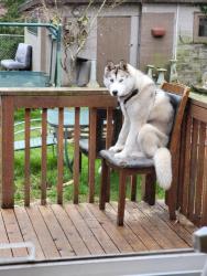 Reunited Male Dog last seen Near 144th Pl SE Newcastle WA, Newcastle, WA 98059