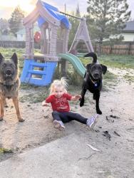 Reunited Male Dog last seen Gooseberry ct and avena, Elizabeth, CO 80107