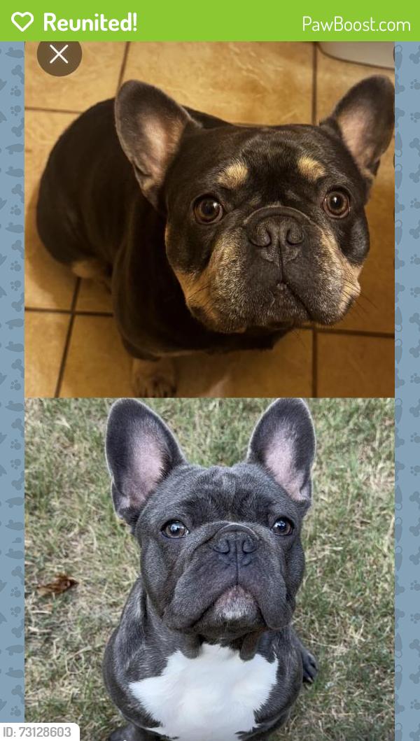 Reunited Male Dog last seen Hampton and Gibbs Williams, Dallas, TX 75233