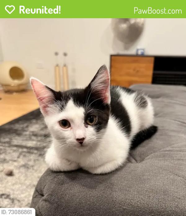 Reunited Male Cat last seen Near Equinox ave, Lakeville, MN 55044