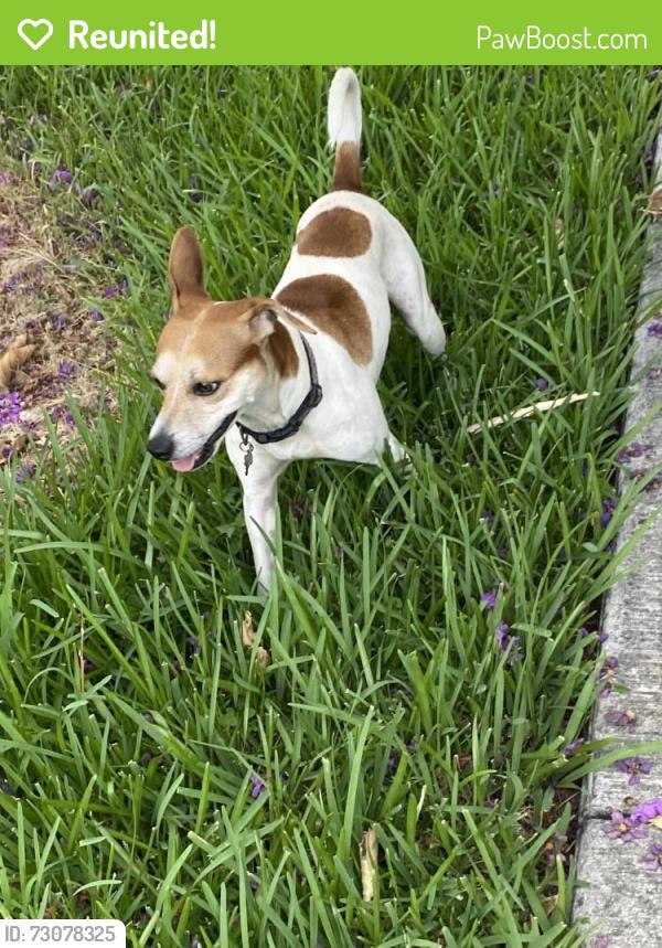 Reunited Male Dog last seen Taft Street N. Federal Highway, Hollywood, FL 33020