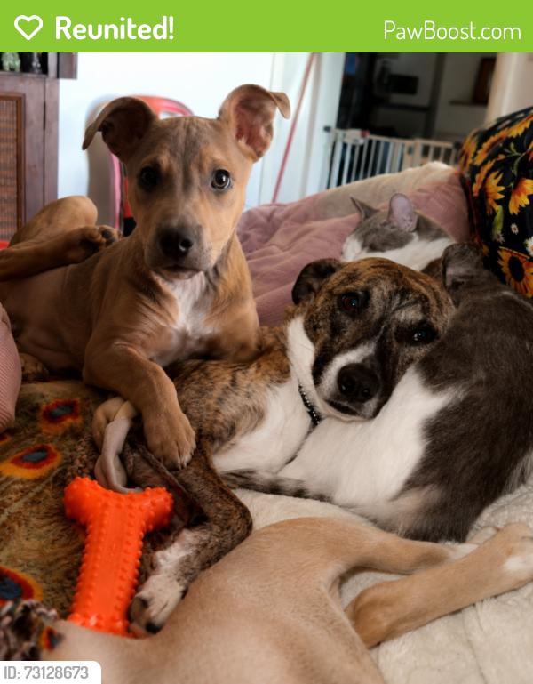 Reunited Male Dog last seen NW 29th & Ann Arbor, Oklahoma City, OK 73122