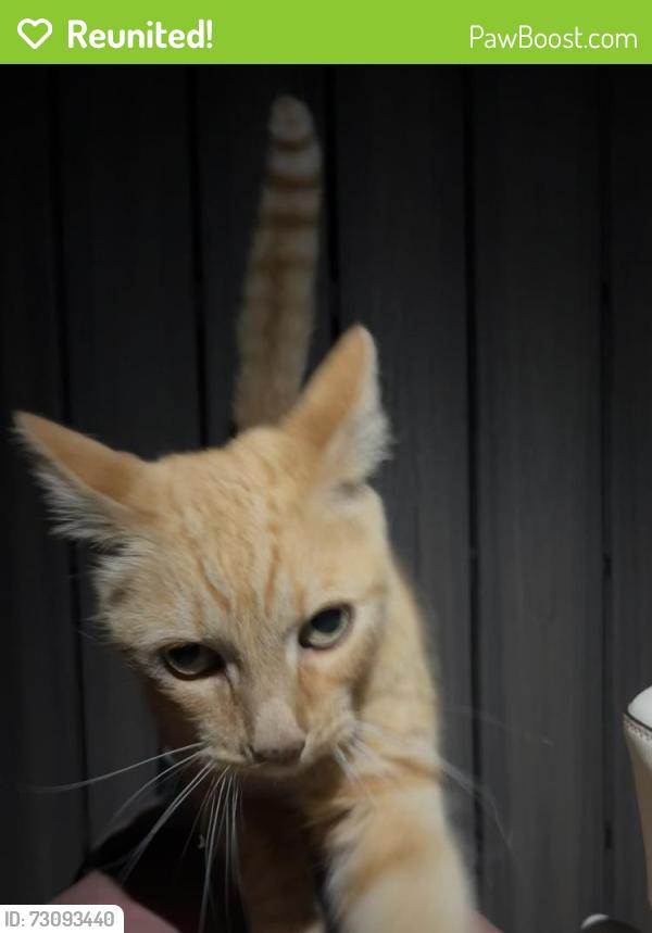 Reunited Unknown Cat last seen Behind the buddhist temple, Culver City, CA 90066