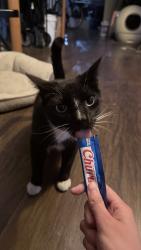 Reunited Unknown Cat last seen Euclid St & Orangewood Ave, Garden Grove, CA 92840