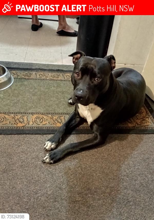 Lost Female Dog last seen in a block of units, Potts Hill, NSW 2143