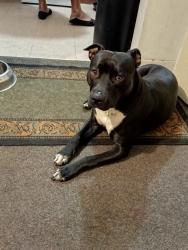 Lost Female Dog last seen in a block of units, Potts Hill, NSW 2143