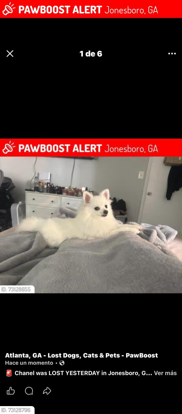 Lost Female Dog last seen Calle 330, Jonesboro, GA 30236