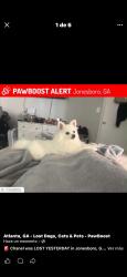 Lost Female Dog last seen Calle 330, Jonesboro, GA 30236