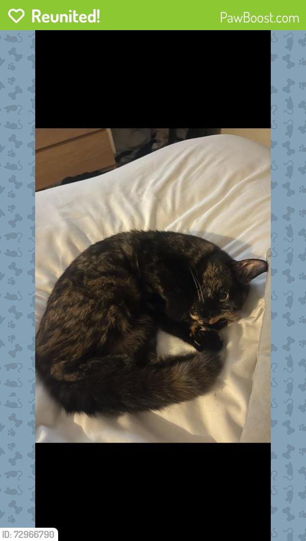 Reunited Female Cat last seen Hinkler Rd, Thornhill, England 