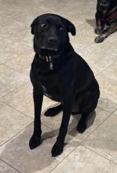 Lost Male Dog last seen Near MO 291 and Stark St, Kansas City, MO 64157