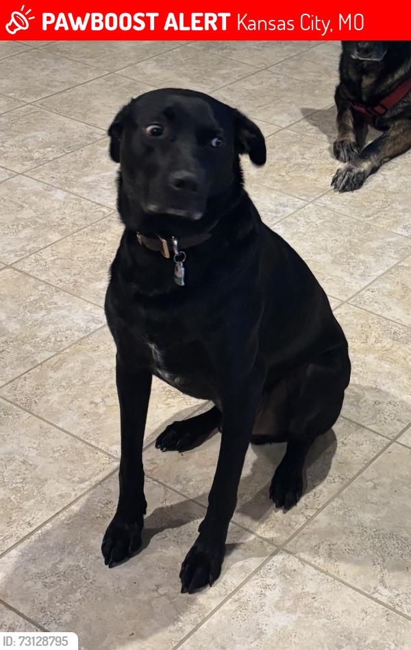 Lost Male Dog last seen Near MO 291 and Stark St, Kansas City, MO 64157