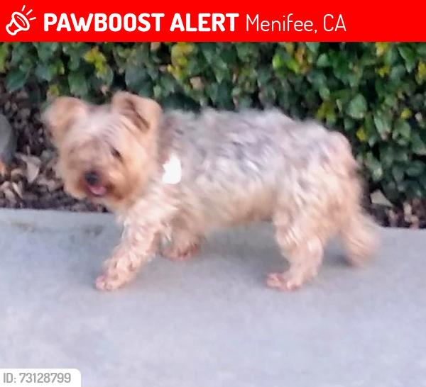 Lost Male Dog last seen Murrieta road, Menifee, CA 92586