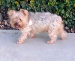 Lost Male Dog last seen Murrieta road, Menifee, CA 92586