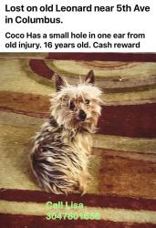 Lost Female Dog last seen Old Leonard , Columbus, OH 43219