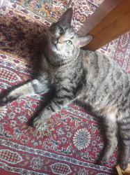 Reunited Male Cat last seen Farington road, Bristol City, England 