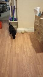 Lost Female Cat last seen Carrick Ave., Pittsburgh, PA 15210