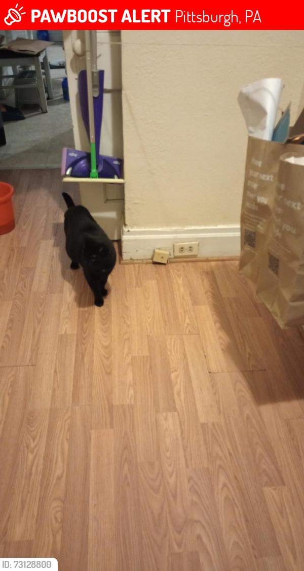 Lost Female Cat last seen Carrick Ave., Pittsburgh, PA 15210