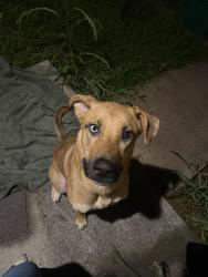 Found/Stray Unknown Dog last seen Hairston Rd, Stone Mountain, GA 30083