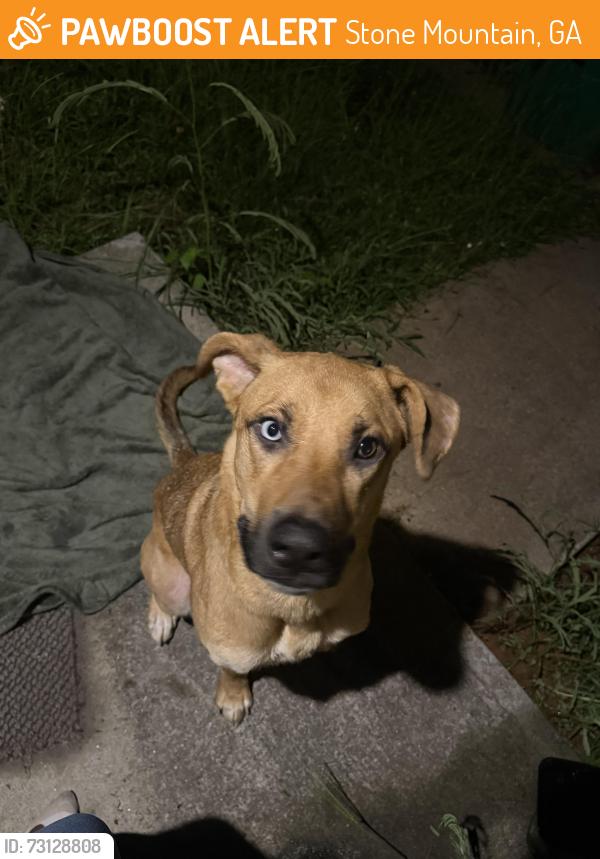 Found/Stray Unknown Dog last seen Hairston Rd, Stone Mountain, GA 30083