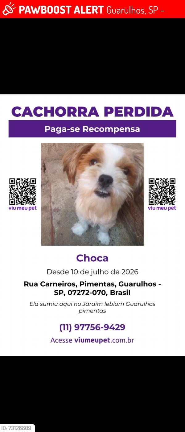 Lost Female Dog last seen Jardim dos pimenta, Guarulhos, SP 07272-070