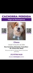 Lost Female Dog last seen Jardim dos pimenta, Guarulhos, SP 07272-070