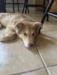 Found/Stray Male Dog last seen Blue mound road, Saginaw, TX 76131
