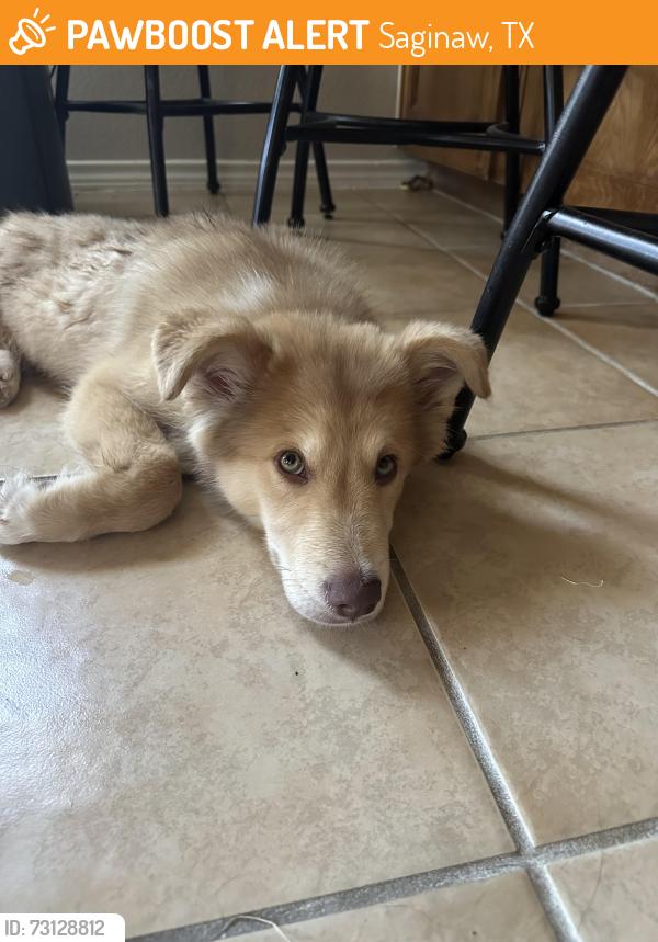 Found/Stray Male Dog last seen Blue mound road, Saginaw, TX 76131
