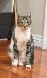 Lost Male Cat last seen Pomona, not known exactly where, Pomona, CA 91799