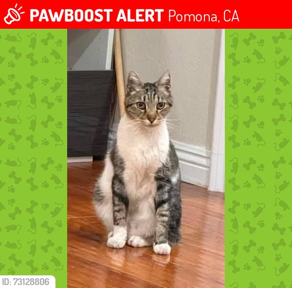 Lost Male Cat last seen Pomona, not known exactly where, Pomona, CA 91799