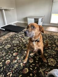 Found/Stray Male Dog last seen Burl Ray Road, Mansfield, Mansfield, TX 76063