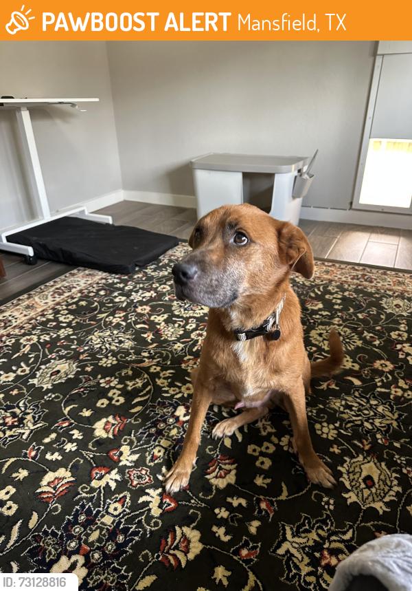 Found/Stray Male Dog last seen Burl Ray Road, Mansfield, Mansfield, TX 76063