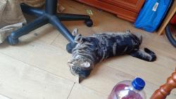 Reunited Male Cat last seen Fawcett road southsea, Portsmouth, England 