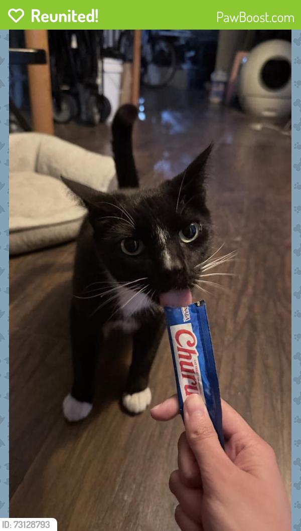 Reunited Unknown Cat last seen Euclid St & Orangewood Ave, Garden Grove, CA 92840