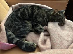 Lost Male Cat last seen 90th ave and Locust Metzger, Tigard, OR 97223