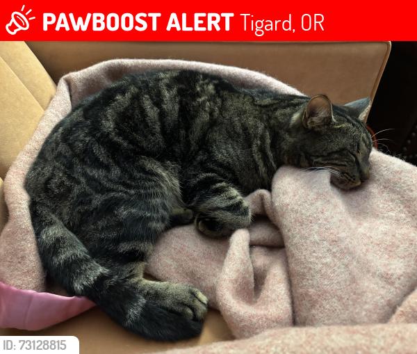 Lost Male Cat last seen 90th ave and Locust Metzger, Tigard, OR 97223