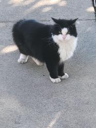 Lost Male Cat last seen Banding and travis, Commerce, CA 90040