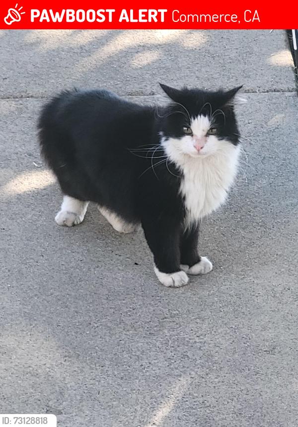 Lost Male Cat last seen Banding and travis, Commerce, CA 90040