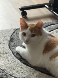 Lost Male Cat last seen Llandovery, Carmarthenshire, Wales SA20 0AS